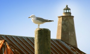 Seagull on post with Old Baldy