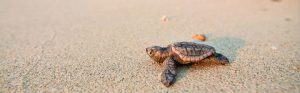 Baby Turtle Image
