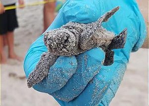 Sea Turtle Image 1